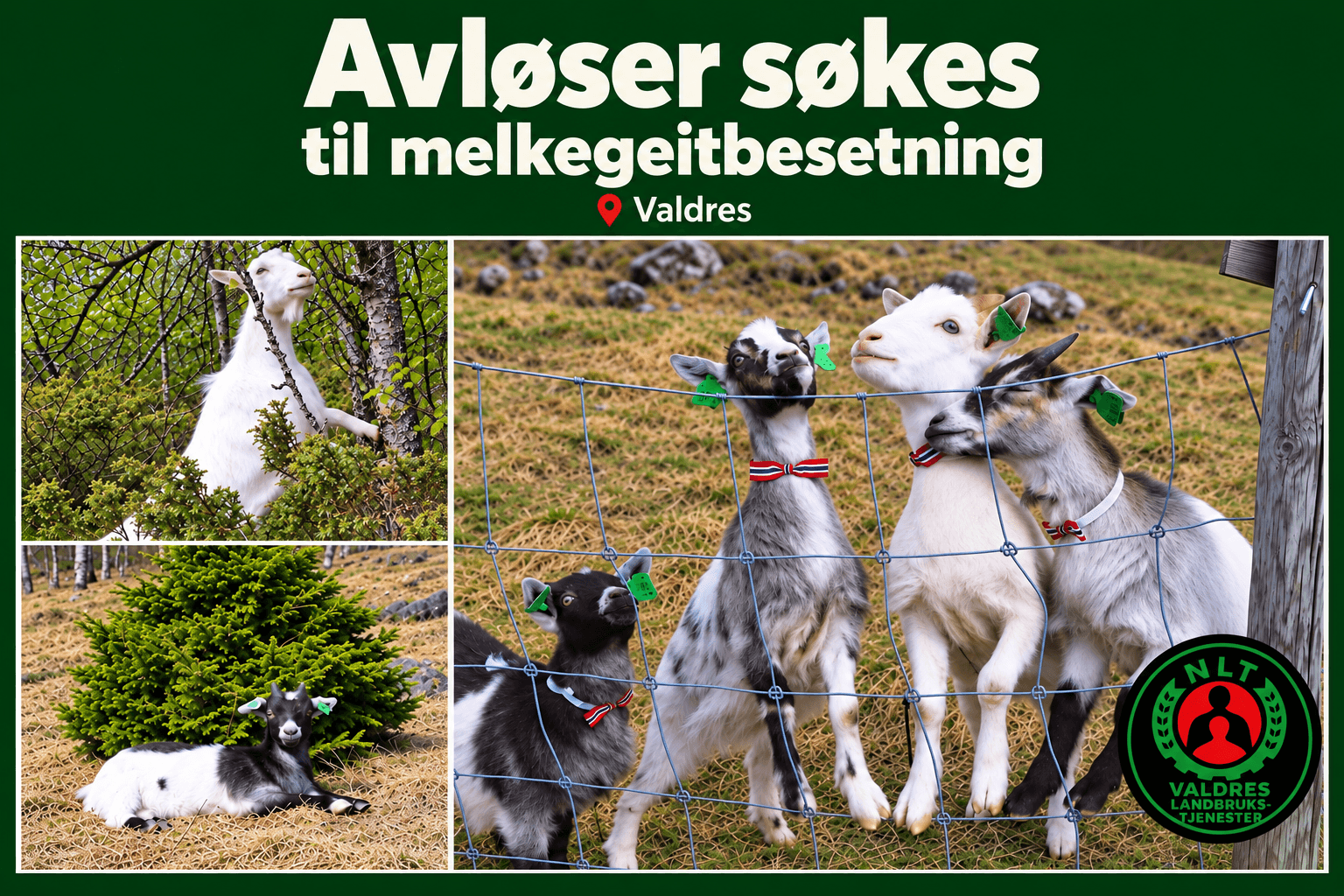 Killinger,Geiter,Kje,Øystre Slidre, Valdres